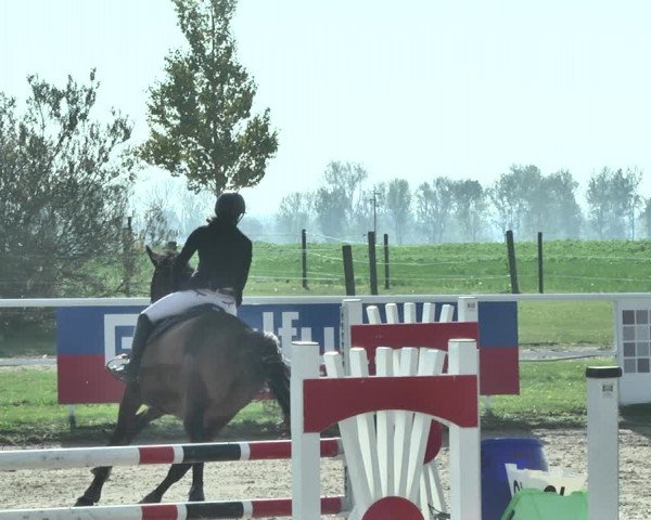 Reitturnier Langenau 2019