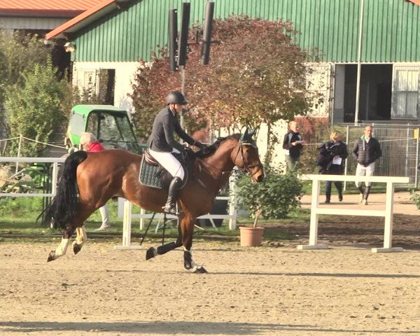 Reitturnier Langenau 2019