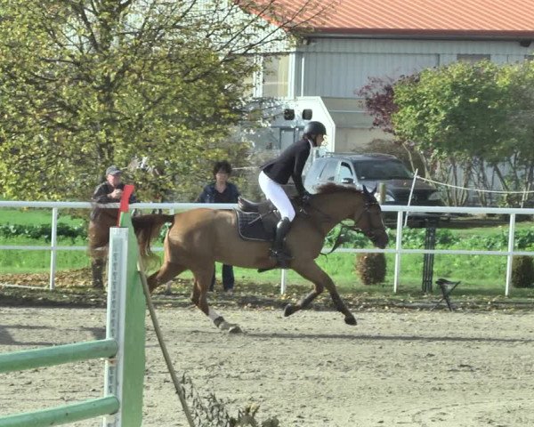 Reitturnier Langenau 2019