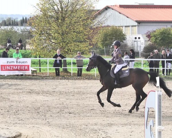 Reitturnier Langenau 2019