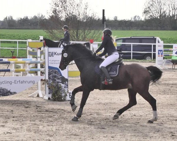 Reitturnier Langenau 2019