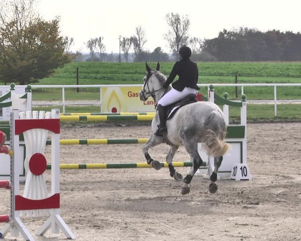 Reitturnier Langenau 2019