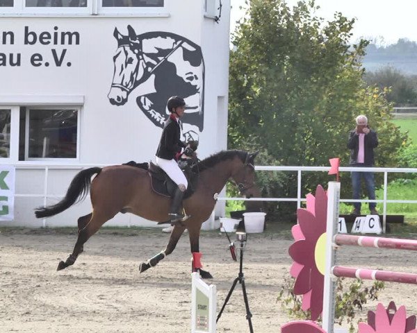 Reitturnier Langenau 2019