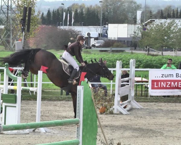 Reitturnier Langenau 2019