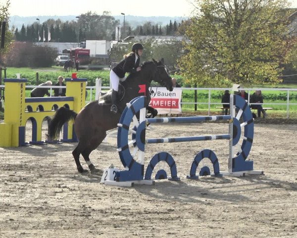 Reitturnier Langenau 2019