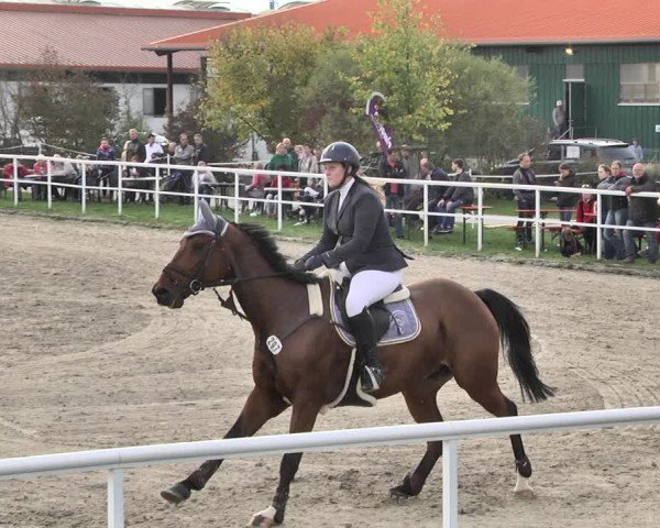 Reitturnier Langenau 2019