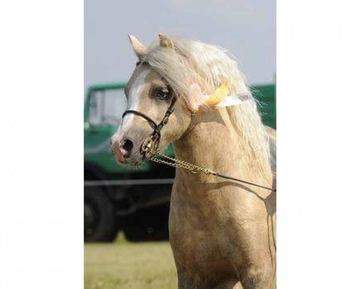stallion Uiterwaarden's Prins Abdullah (Welsh mountain pony (SEK.A), 2004, from Wyedean Deodar)