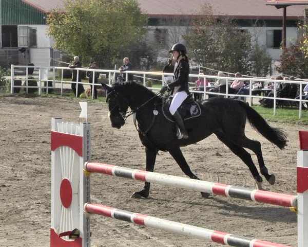 Reitturnier Langenau 2019