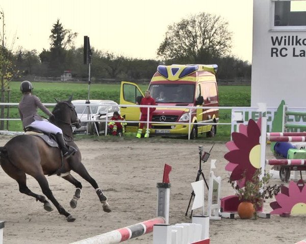 Reitturnier Langenau 2019