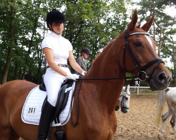 dressage horse Escorial 155 (Arab half breed / Partbred, 2008, from Estoril ox)