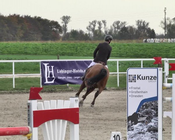 Reitturnier Langenau 2019
