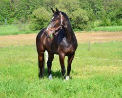 Springpferd Conny 335 (Hannoveraner, 2004, von Contendro I)