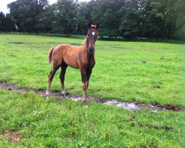 Pferd Hengstfohlen vom Livaldon (Hannoveraner, 2016, von Livaldon)