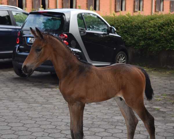 horse Bumble Bee (Hanoverian, 2016, from Borsalino)