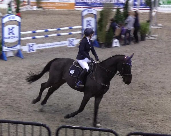 Reitturnier Neumünster 2019