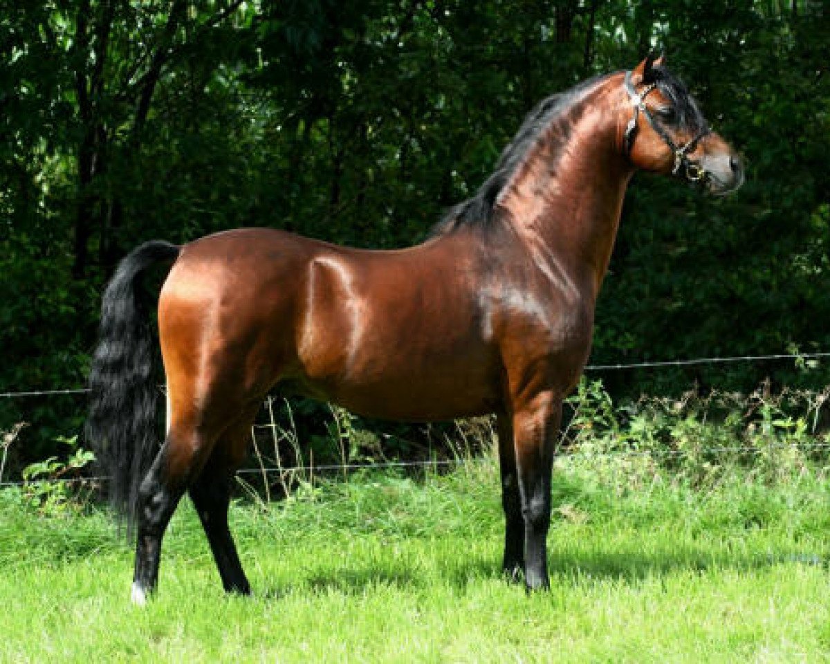 Deckhengst Linde Hoeve's Optimist (Welsh Pony (Sek.B), 2002, von Shamrock Mr. Oliver)