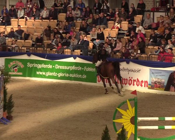 Reitturnier Neumünster 2019