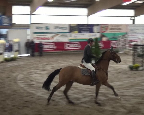Reitturnier Wachtberg-Adendorf 2019
