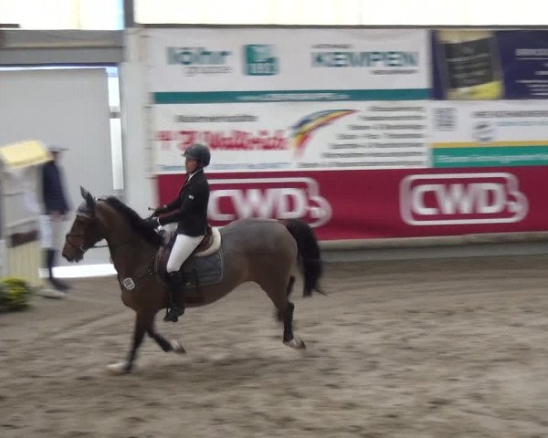Reitturnier Wachtberg-Adendorf 2019