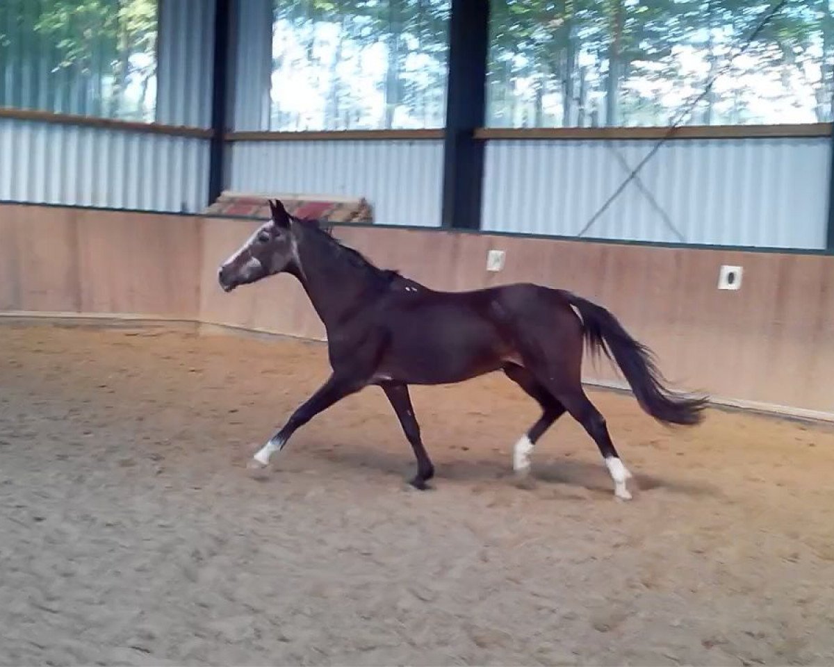 broodmare Hannika (German Riding Pony, 1984, from Henbury Ragtime)
