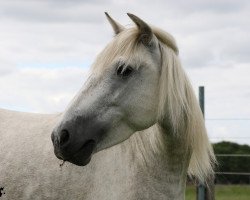 Zuchtstute Arabesque des Iscles (Camargue-Pferd, 2010, von Hyksos de Laute)