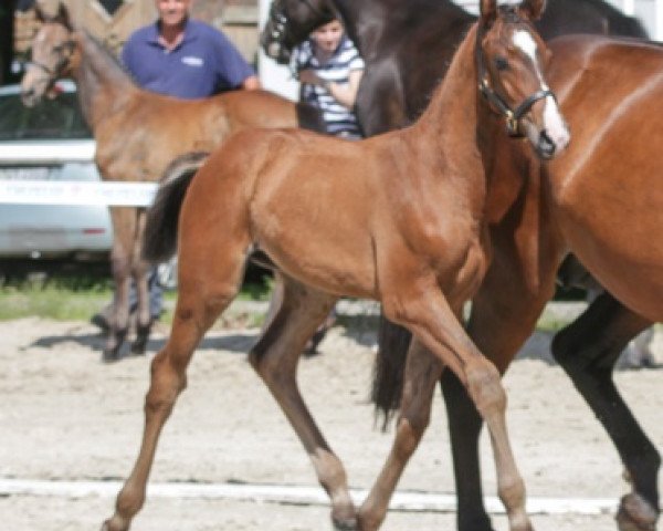 horse Stute von Casalido /Cassius Clay (Westphalian, 2016, from Casalido)