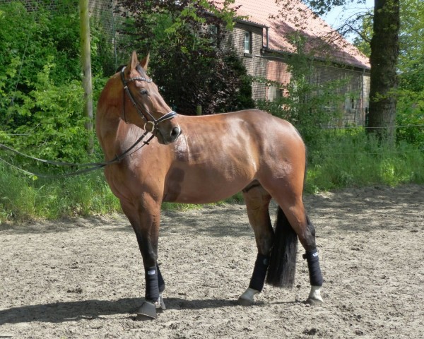 jumper Camillo 200 (Westphalian, 2010, from Coronas 2)