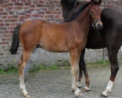 jumper Vanucci (German Riding Pony, 2016, from Valerius)