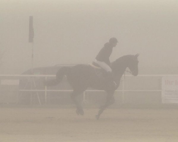 Reitturnier Langenau 2019