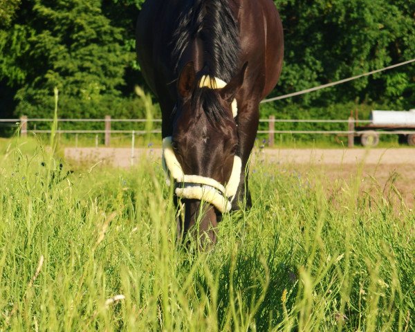 dressage horse Salvador (German Sport Horse, 2005, from Samba Hit I) dressage horse Salvador (German Sport Horse, 2005, from Samba Hit I)