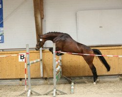 Dressurpferd Zara 121 (Oldenburger, 2012, von Zonik)