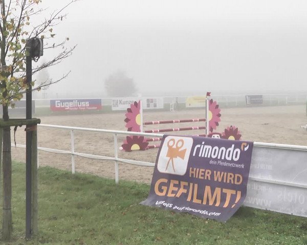 Reitturnier Langenau 2019