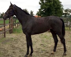 Springpferd Osiris vd Heffinck (Belgisches Warmblut, 2014, von Jamal Vd Heffinck)