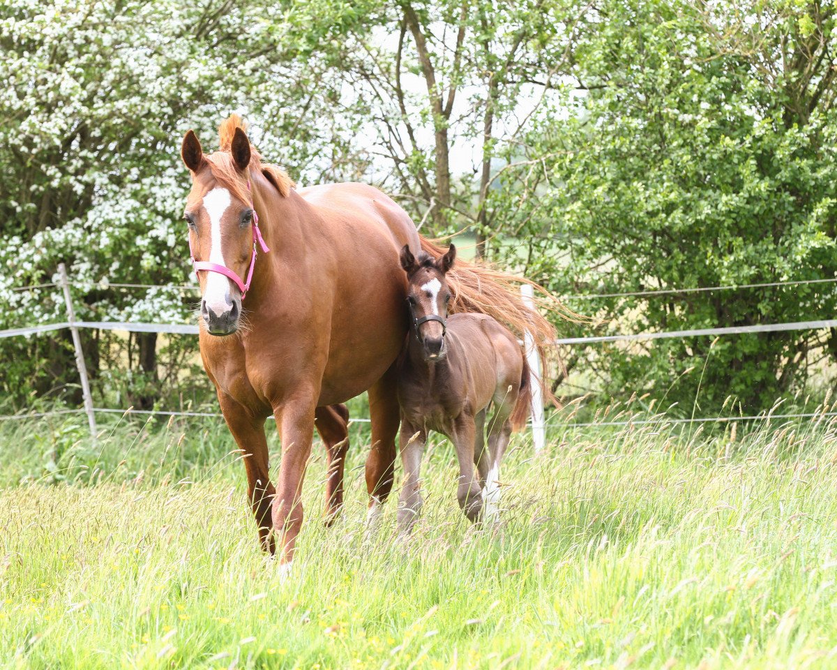 Chovná klisna Dancing Queen B (Hannoverský, 2002, od Don Frederico)