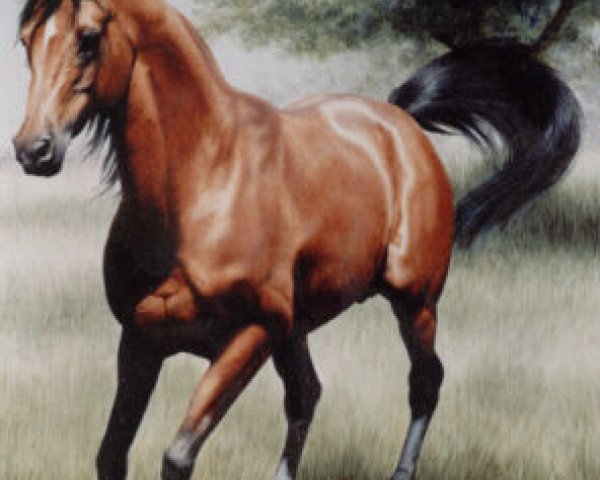 stallion Saoud van Jonker ox (Arabian purebred, 1980, from Purpur ox)