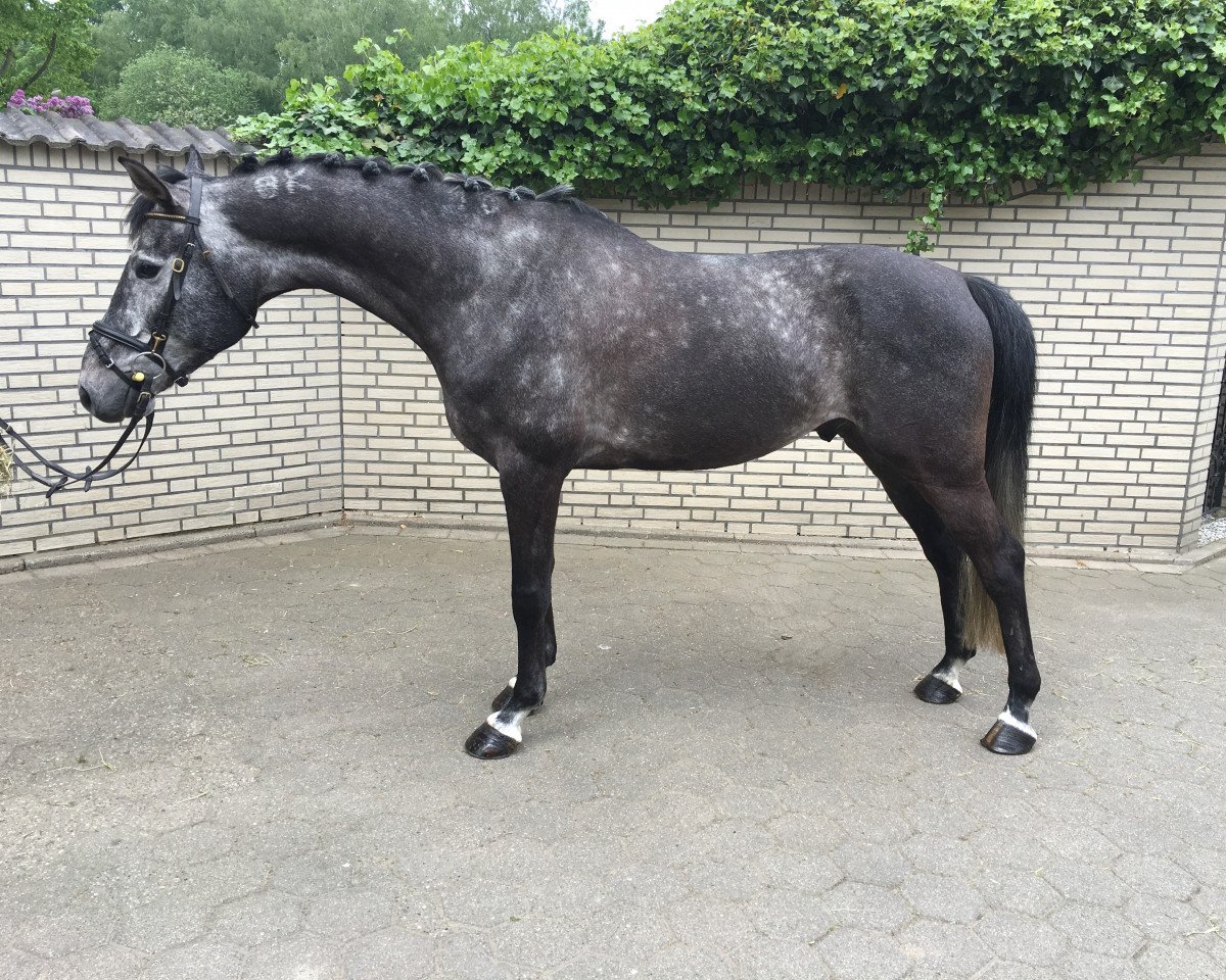jumper Kamelino (Hungarian Warmblood, 2010, from Koppány)
