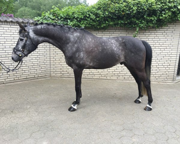 jumper Kamelino (Hungarian Warmblood, 2010, from Koppány)
