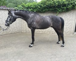 Springpferd Kamelino (Ungarisches Warmblut, 2010, von Koppány)