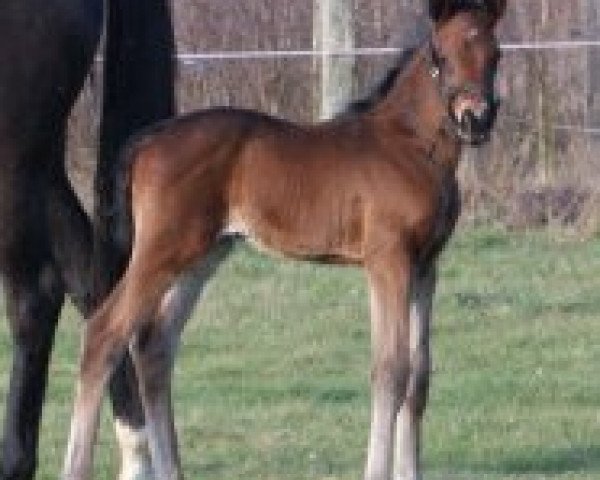 horse Will Farrell (Hanoverian, 2015, from Flanell)