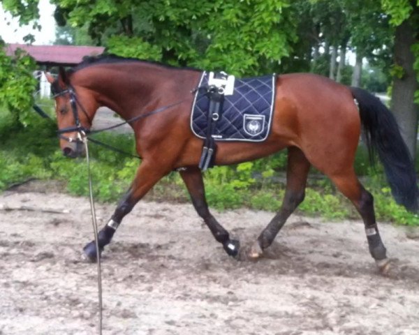 broodmare For Flying (Hanoverian, 2008, from For Edition)