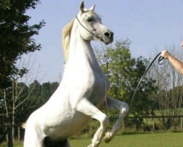stallion Vashara Chasal ox (Thoroughbred, 1992, from Chalil EAO)