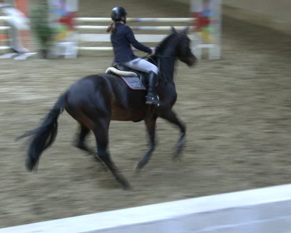 Reitturnier Vlotho-Valdorf 2019