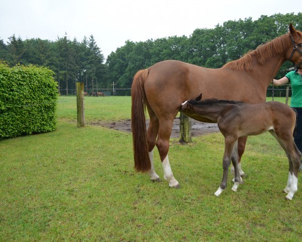 broodmare Aquina S (Westphalian, 2004, from Arpeggio)