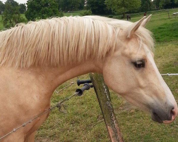 Pferd Cloud Z (Deutsches Reitpony, 2011, von Top Carlos Cassini)