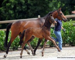 Pferd Stute von Baccardi / Rosengold (Westfale, 2016, von Baccardi)