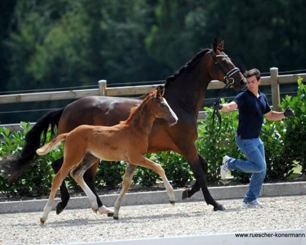 horse Hengst von Baccardi / Rocky Lee (Westphalian, 2016, from Baccardi)