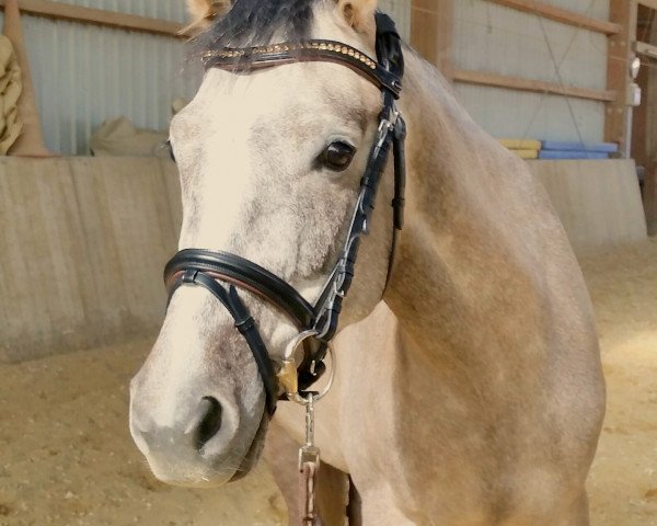 Springpferd Chelsea Queen (Deutsches Reitpony, 2012, von Chelsea London)