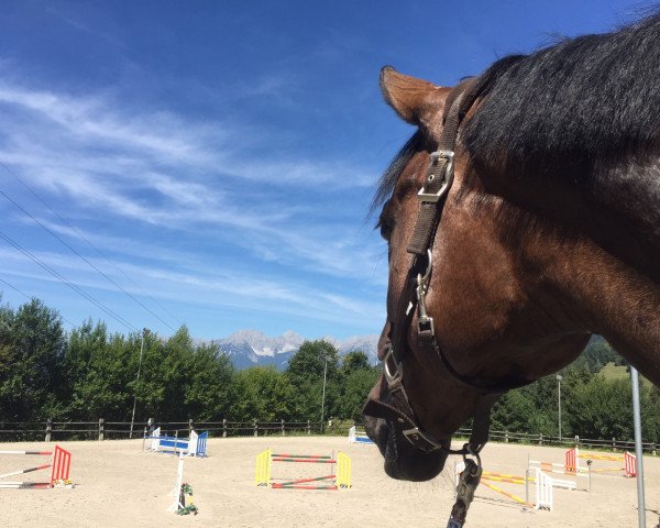 broodmare Bluebell 4 (Hanoverian, 2008, from Bertoli W)
