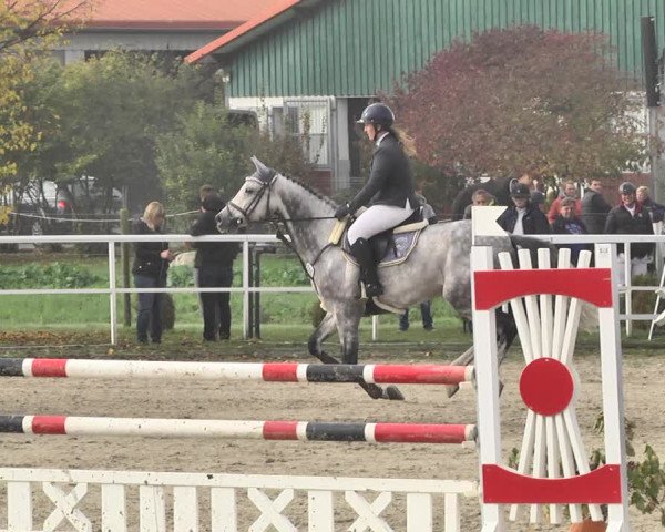 Reitturnier Langenau 2019