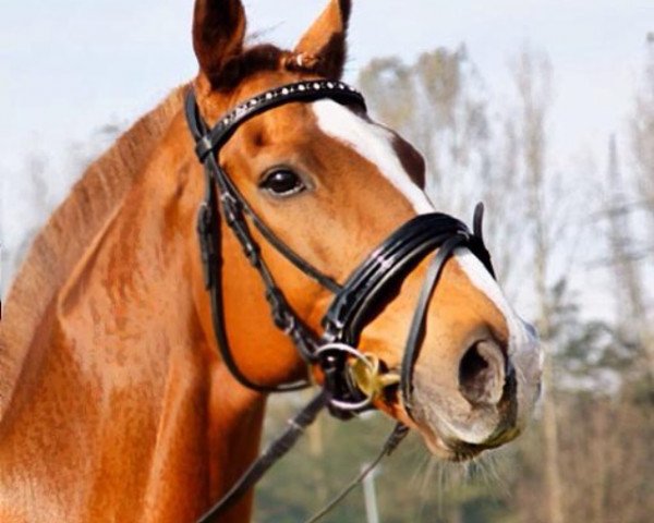 jumper Fantastic Deal xx (Thoroughbred, 2005, from Lomitas xx)